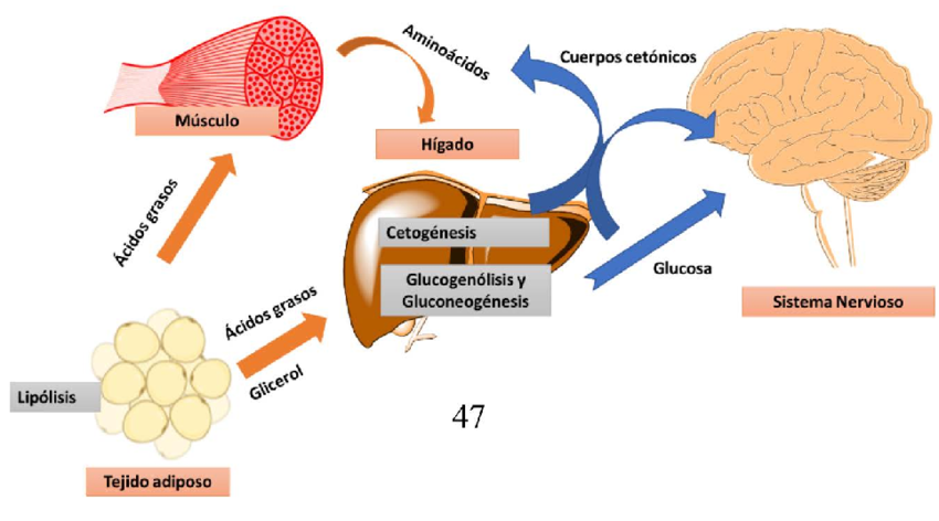 proceso producion de cetonas